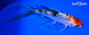 6.5" GINRIN SANKE BUTTERFLY