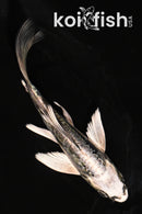 4.5" ARAGOKE KIN KIKOKURYU BUTTERFLY