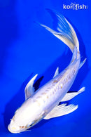 9.25" DOITSU LEMON HARIWAKE BUTTERFLY