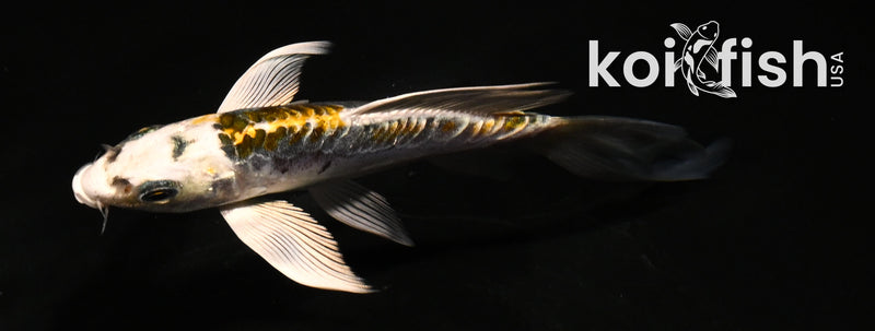 4.5" ARAGOKE KIN KIKOKURYU BUTTERFLY