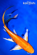 9.25" ORENJI OGON BUTTERFLY