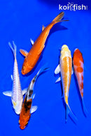PACK OF (5) 4-5" STANDARD KOI