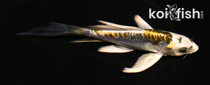 4.5" ARAGOKE KIN KIKOKURYU BUTTERFLY