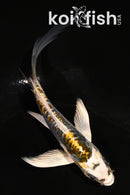 4.5" ARAGOKE KIN KIKOKURYU BUTTERFLY