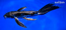 10.5" BENI KIKOKURYU BUTTERFLY