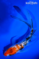 6.5" GINRIN SANKE BUTTERFLY