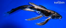 10.5" BENI KIKOKURYU BUTTERFLY