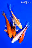 PACK OF (5) 4-5" STANDARD KOI
