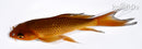 6" CHAGOI BUTTERFLY