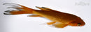 6" CHAGOI BUTTERFLY