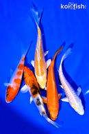 PACK OF (5) 4-5" STANDARD KOI