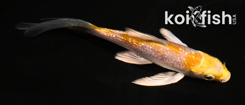 5" GINRIN LEMON HARIWAKE BUTTERFLY