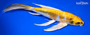 9" KIN KIKOKURYU BUTTERFLY