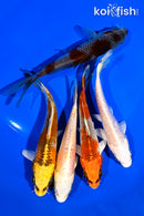 PACK OF (5) 4-5" STANDARD KOI
