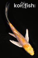 5" GINRIN LEMON HARIWAKE BUTTERFLY