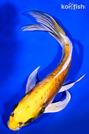9" KIN KIKOKURYU BUTTERFLY