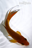 6" CHAGOI BUTTERFLY