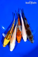PACK OF (5) 4-5" STANDARD KOI
