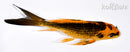 4.75" ORENJI MATSUBA BUTTERFLY