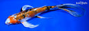 9.25" YAMATO NISHIKI BUTTERFLY