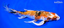 9.25" YAMATO NISHIKI BUTTERFLY