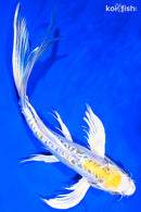 10.5" KIN KIKOKURYU BUTTERFLY