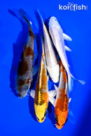PACK OF (5) 4-5" STANDARD KOI