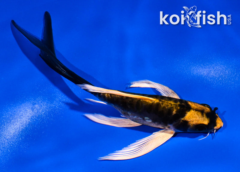 5.5" ARAGOKE KABUTO BUTTERFLY