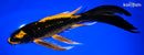 10" ORENJI MATSUBA BUTTERFLY