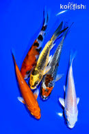 PACK OF (5) 4-5" STANDARD KOI