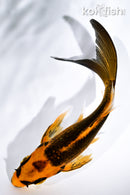 4.75" ORENJI MATSUBA BUTTERFLY