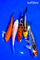 PACK OF (5) 4-5" STANDARD KOI