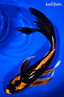 10" ORENJI MATSUBA BUTTERFLY