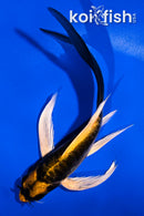 5.5" ARAGOKE KABUTO BUTTERFLY