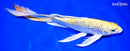 9.5" GINRIN YAMABUKI OGON BUTTERFLY