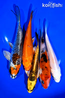 PACK OF (5) 4-5" STANDARD KOI