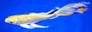9.5" GINRIN YAMABUKI OGON BUTTERFLY