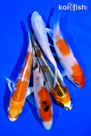 PACK OF (5) 4-5" STANDARD KOI