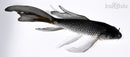 5.75" OCHIBA SHIGURE BUTTERFLY