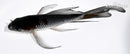 5.75" OCHIBA SHIGURE BUTTERFLY