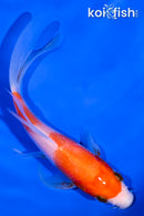 5.25' NIDAN KOHAKU BUTTERFLY