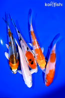 PACK OF (5) 4-5" STANDARD KOI