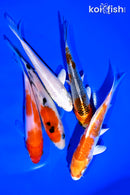 PACK OF (5) 4-5" STANDARD KOI