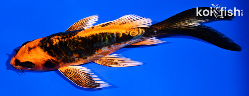 5.5" ARAGOKE BENI KIKOKURYU BUTTERFLY