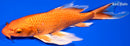 9.25" ORENJI OGON BUTTERFLY