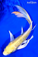 9.5" GINRIN YAMABUKI OGON BUTTERFLY