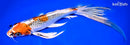 10.75" KUJAKU BUTTERFLY