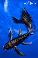 10.5" BENI KIKOKURYU BUTTERFLY