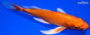 9.25" ORENJI OGON BUTTERFLY