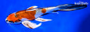 9.5" KUJAKU BUTTERFLY